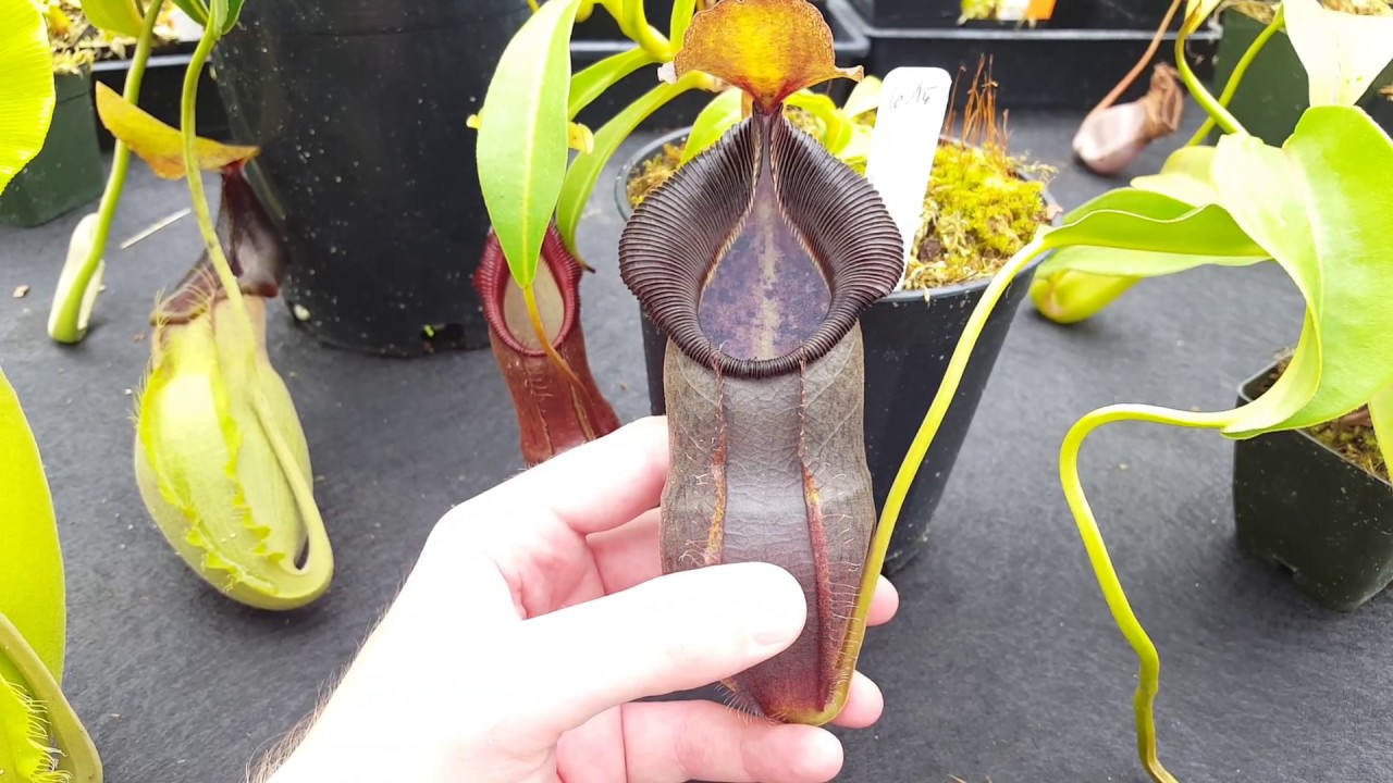 Hybrid Highlight: Nepenthes spathulata x singalana