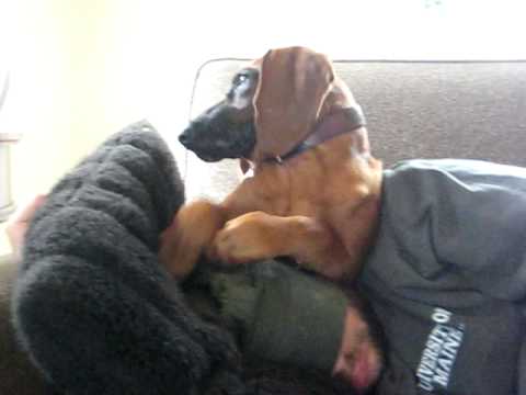 Bean the Coonhound falls asleep on her dad