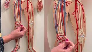 Dr. Benaduce: Lower Limb Veins (Flat model)