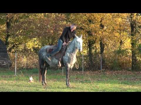 Video: Što Učiniti S Lijenim Konjem?