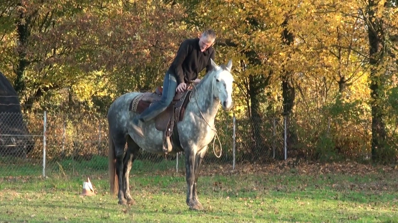 Umaranje konja lonziranjem