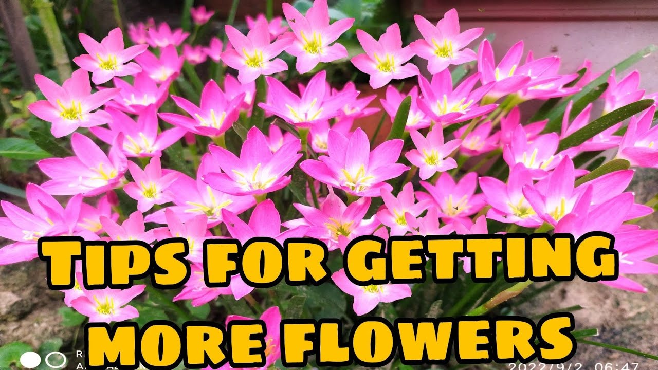 RAIN LILY CARE AND REPOTING TIPS Best Fertilizer for more Blooming