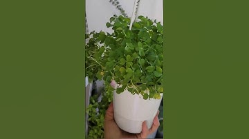 Thumbnail of 웬만해선 죽지 않는다! 그냥 막 키우면 어느새 수북해져요. 사랑초 괭이밥 옥살리스 Oxalis