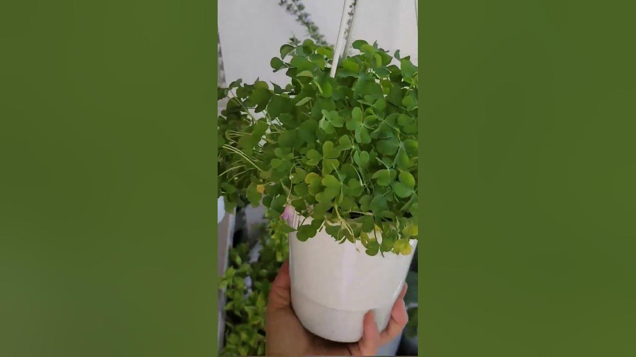 웬만해선 죽지 않는다! 그냥 막 키우면 어느새 수북해져요. 사랑초 괭이밥 옥살리스 Oxalis