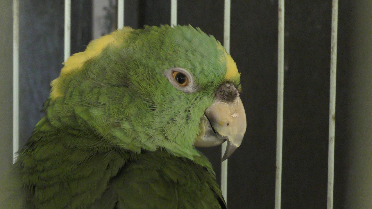 Yellow-naped amazon (Neo Park Okinawa, Okinawa, Japan) May 9, 2019