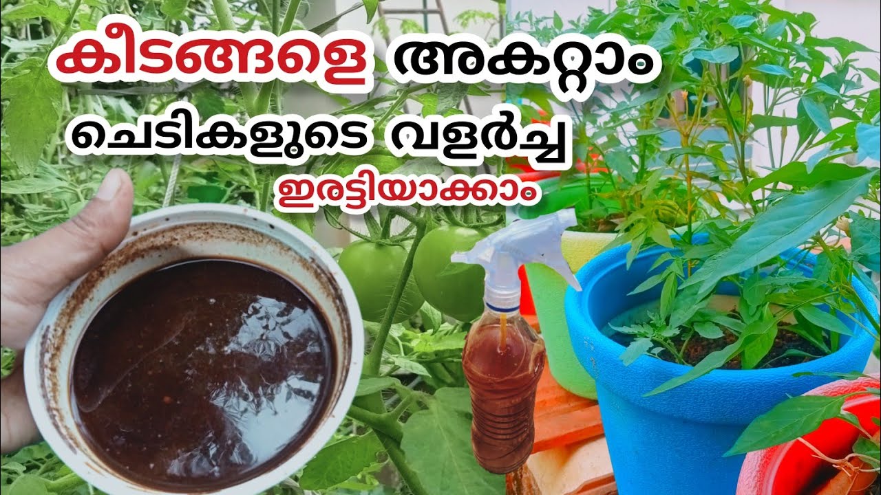 കീടങ്ങളെ അകറ്റാനും നല്ല വളർച്ചക്കും വളമായും കീട നാശിനിയായും ഈ ലായനി മതി #jaivakrishi #krishitips 