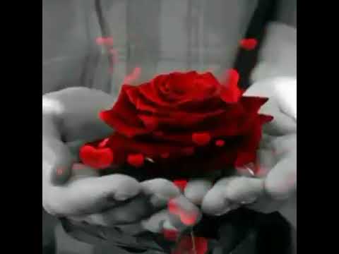 red rose 🌹 GIF