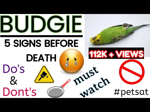 Video: Why Do Budgies Die?