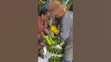 intelligent technique of cutting bananas from the tuition #shorts