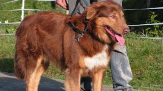 Great Pictures Of Aidi Atlas Dog