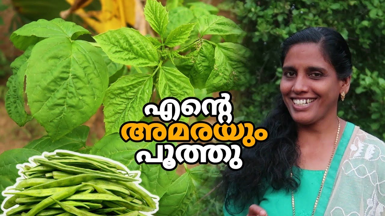അമര പയർ കൃഷി Part 2 Amara Krishi Amarakka Farming Video in