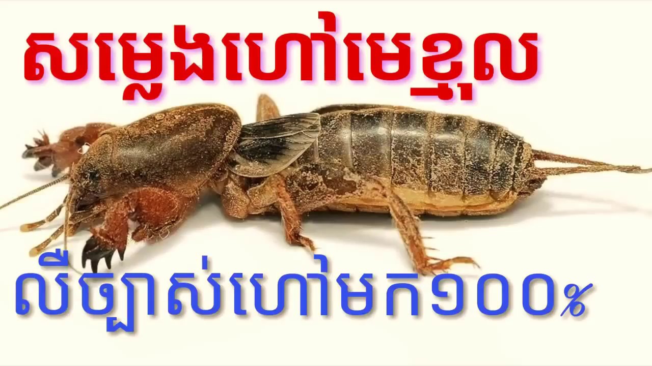 Sat Kmol Som Leng Kmol សម្លេងហៅសត្វមេខ្មុល ហៅមក១០០% មើលរបៀបហៅខាងក្រោម