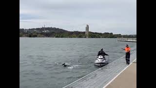 Canberra kangaroo get rescued from the water :-D