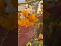 🌼🌹🌷 &amp; 🍇🍈 🍉 on terrace Garden #beautiful #flowers #terrace garden ace