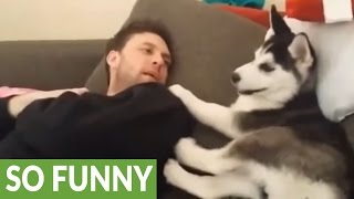 Husky puppy has 'heated debate' with human