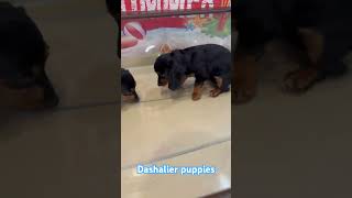 Discover Your Perfect Companion: The Adorable Dashalier Puppy #dachshund