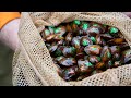 Kiski River Mussels