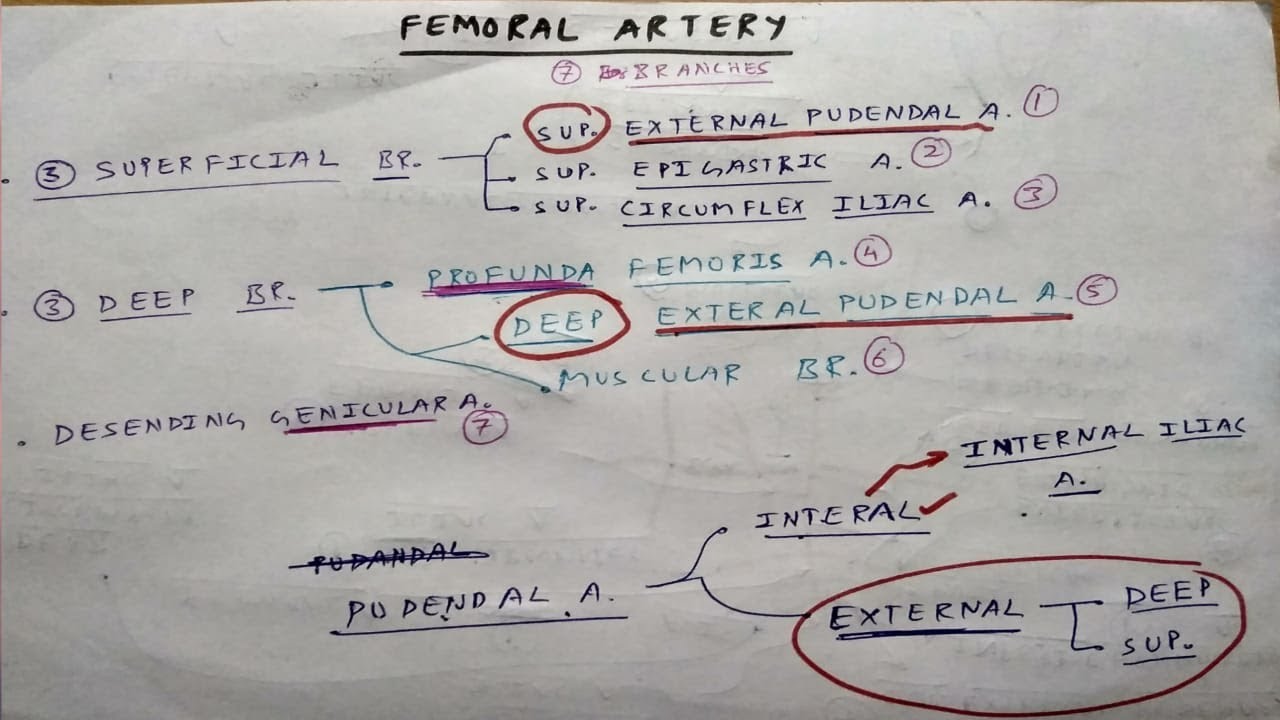 Femoral Artery Branches | Part 1 | TCML