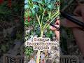 3 secret pruning Tips of chilli pepper #garden #tidyingup #organicfarming #diygardening #homemade