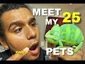 Meet My Pets (20+ Reptiles in One Room) 🐍🐍🐍 Part 1