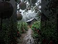 Low Ozark Walk: Apples, Tomatoes &amp; Chickens in Heavy Rain 🌧️🍎🐔
