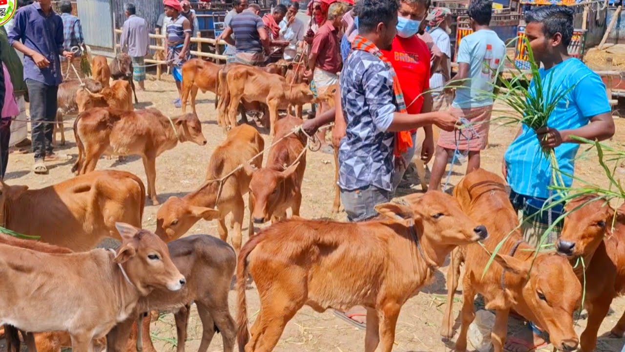 আজ ৪ মার্চ ২৬ | সবচেয়ে ছোট ছোট ষাঁড় ও বকনা বাছুর গরুর দাম | আমবাড়ী হাট 