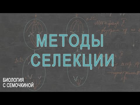 Методы селекции растений и животных