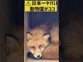 🦊ここは日本一ヤバい動物園?100匹以上のキツネが放し飼い! 宮城蔵王キツネ村