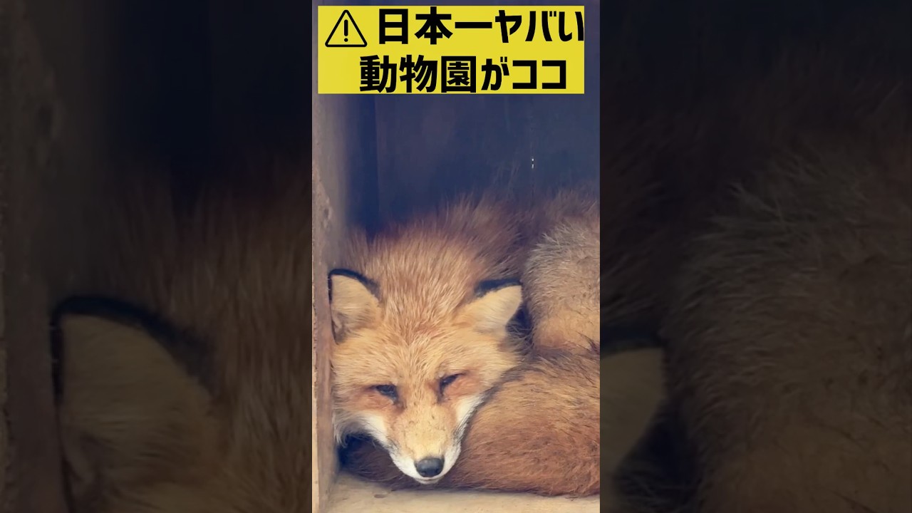 🦊ここは日本一ヤバい動物園?100匹以上のキツネが放し飼い! 宮城蔵王キツネ村