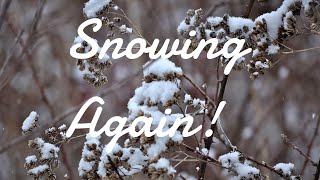Another Snowy Day | Elise Swanson