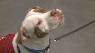 Passed-over pets of Albuquerque shelters need homes too