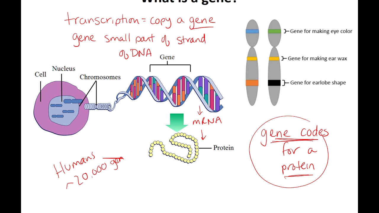 Ch 10 lecture 1 transcription translation basics SV