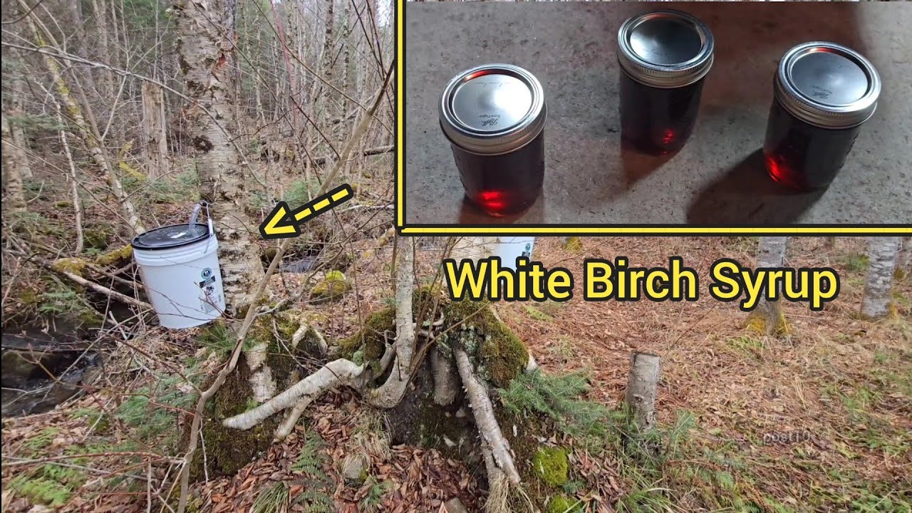Making White Birch Syrup