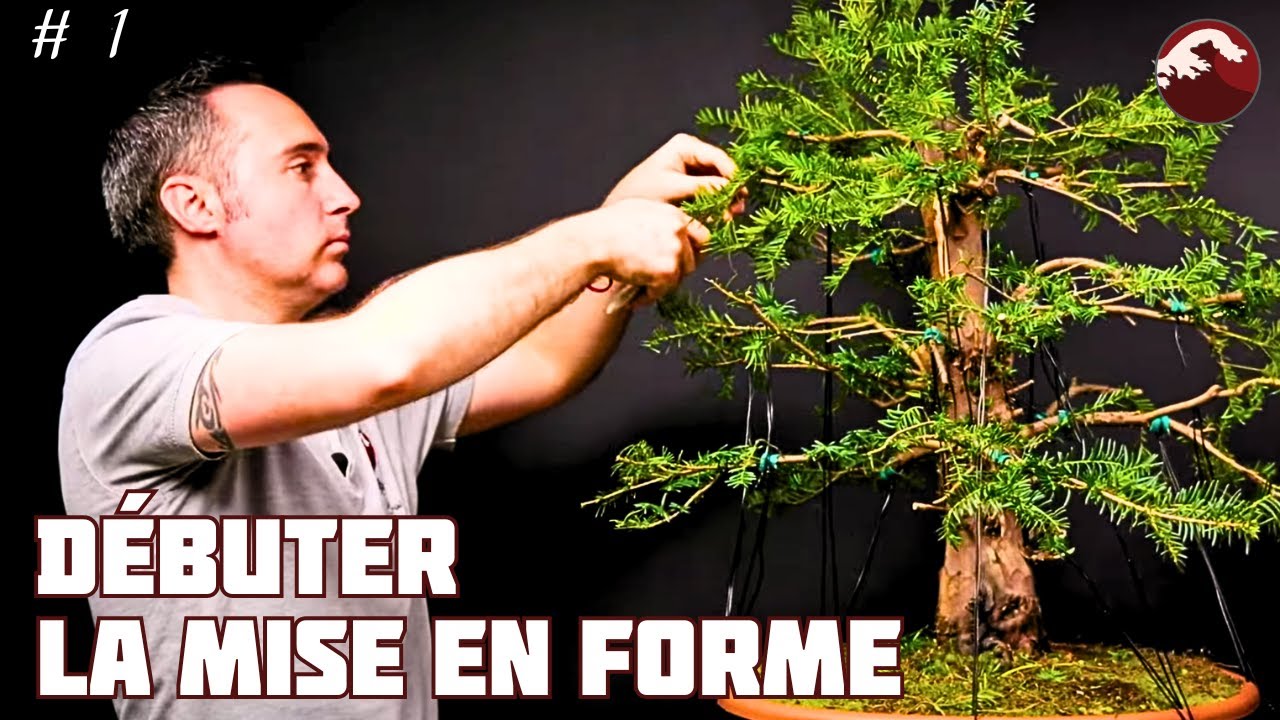 Cyril Débute la Mise en Forme sur un IF - Épisode 1 - 🌱 NEJIKAN BONSAI 🌱