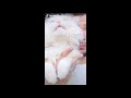 عارف مين تخن كريم عبد العزيز 