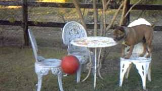 Aussiedog Blind Staffie Staffie Ball 2