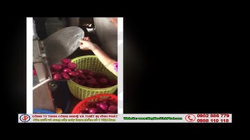 Sản xuất máy rửa khoai lang, khoai môn, củ cải, cà rốt... giá rẻ nhất