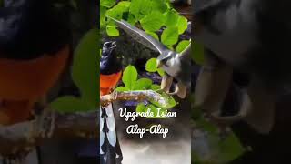 Isian yang bisa buat mental lawan down #shorts