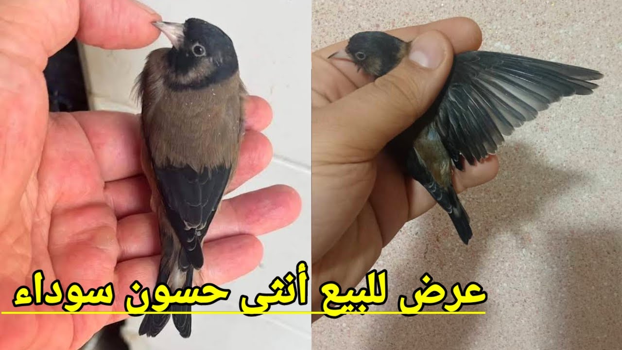 بسم الله ماشاء الله عرض خاص للبيع متوفر أنثى حسون في طفرة الأسود تحفة كما هي موضحة في الفيديو !؟ 