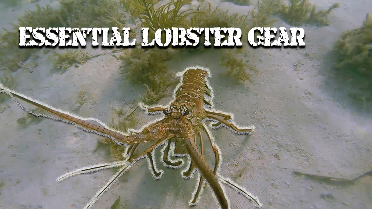 Lobster Catching Gear (Snorkeling or Diving) in Florida YouTube