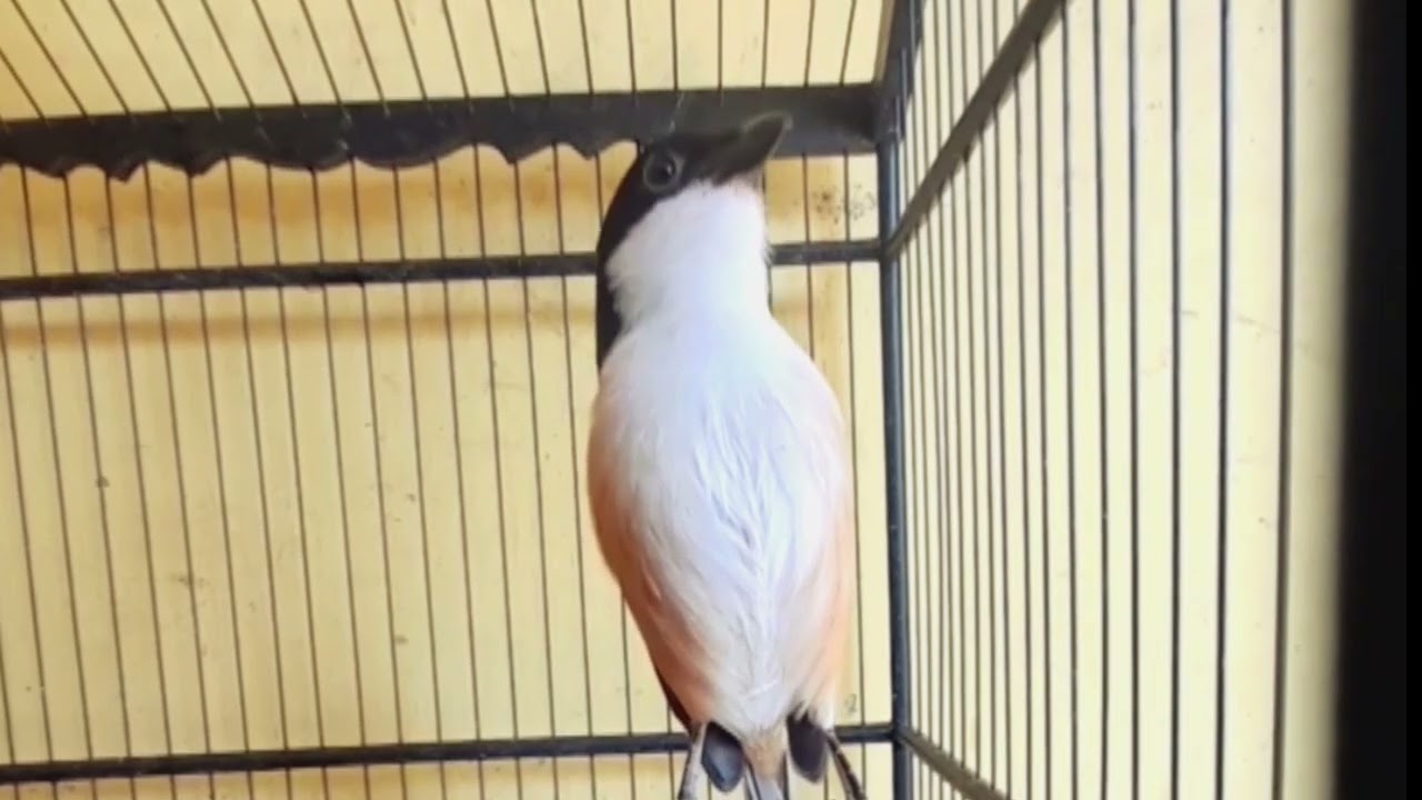 INI BARU BURUNG MEWAH SAK MATERINYA BOLO #ternakcendet #bodbodcendet #masteran #burung #cendet