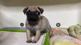 格安犬 Mix犬 里親募集のページ 子犬販売のマイケル 格安犬 Mix犬 里親募集のページ 子犬販売のマイケル
