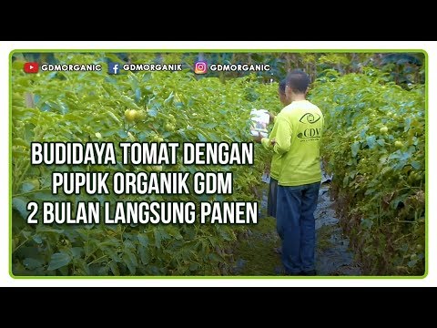 Begini Cara Budidaya Tomat Panen Terus Selama 8 Bulan Hanya Sekali Tanam