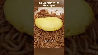 10.000 Worms Vs Durian #Worms #Durian