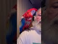 Scarlet Macaws Scottie &amp; Louie are hanging out with their dad.