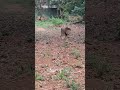 जंगल का असली राजा: खूंखार शेर की दहाड़! 🦁||जंगल का असली शेर आ गया! 🦁🔥