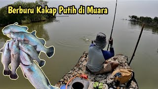 Panen Kakap Putih di Satu Lokasi. Muara Ploek Eretan Indramayu