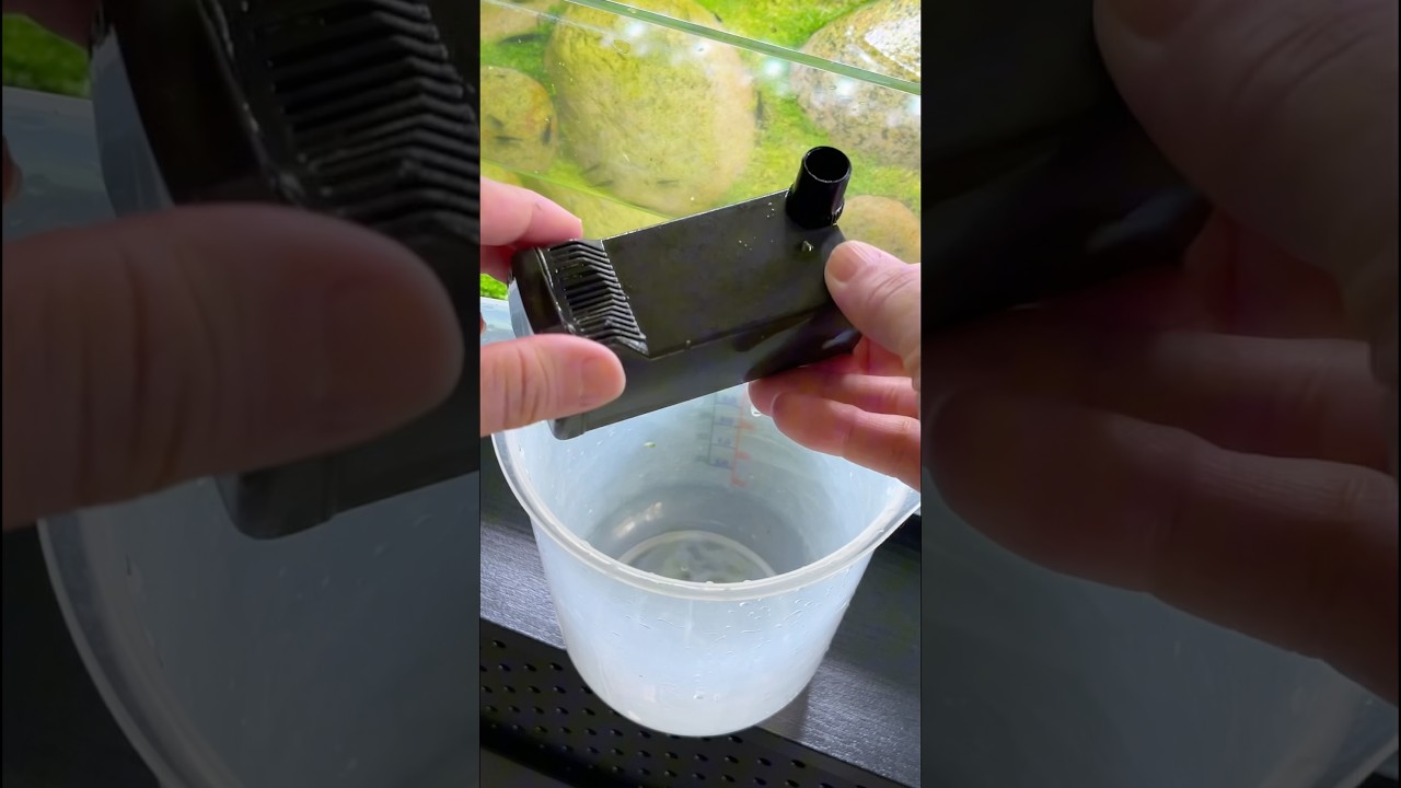 Nano filter clean out after trim #aquarium #aquascape #aquascaping #plantedtank #plantedaquarium