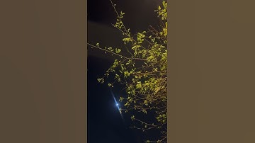 #القارئ #اسلام_صبحي ☘️