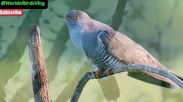 “The Call of the Cuckoo in the Mountains – The Echo of Wild Nature”